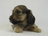 カニヘンダックス　子犬　シェーデットクリーム男の子