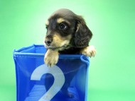 カニヘンダックス　子犬　ブラッククリーム　男の子