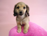 カニヘン　シェーデットクリーム女の子　石川県・Ｎ様