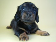 カニヘン　子犬　ブラタン男の子