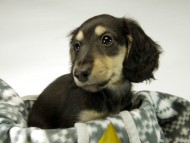 カニンヘン ダックスフンド 子犬 ブラッククリーム男の子 カニンヘン ダックスフンド 子犬 ブラッククリーム男の子