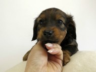 カニンヘン ダックスフンド 子犬 シェーデットレット 男の子 カニンヘン ダックスフンド 子犬 シェーデットレット 男の子
