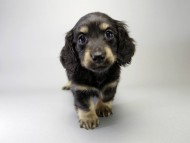 カニンヘン ダックスフンド 子犬 ブラッククリーム 男の子 カニンヘン ダックスフンド 子犬 ブラッククリーム 男の子