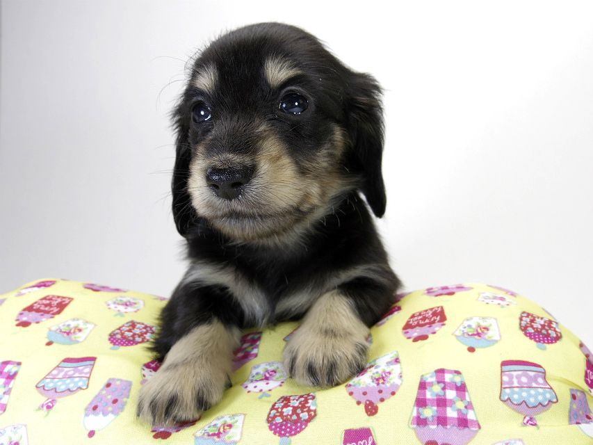 カニンヘン ダックスフンド 子犬 ブラッククリーム 男の子