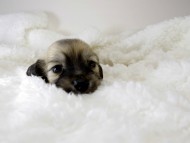 カニンヘン ダックスフンド 子犬 シェーデットクリーム 男の子 カニンヘン ダックスフンド 子犬 シェーデットクリーム 男の子