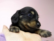 カニンヘン ダックスフンド 子犬 ブラックタン 男の子
