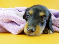 カニヘン　子犬　ブラック＆タン　男の子