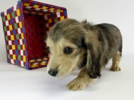 カニンヘンダックス　子犬　シェーデットクリーム女の子