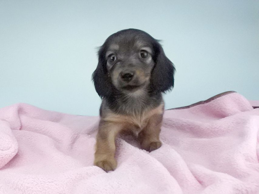 カニンヘンダックスフンド リコ & 竹千代の子犬 シェーデットレッド 女の子043 カニンヘンダックスフンド リコ & 竹千代の子犬 シェーデットレッド 女の子