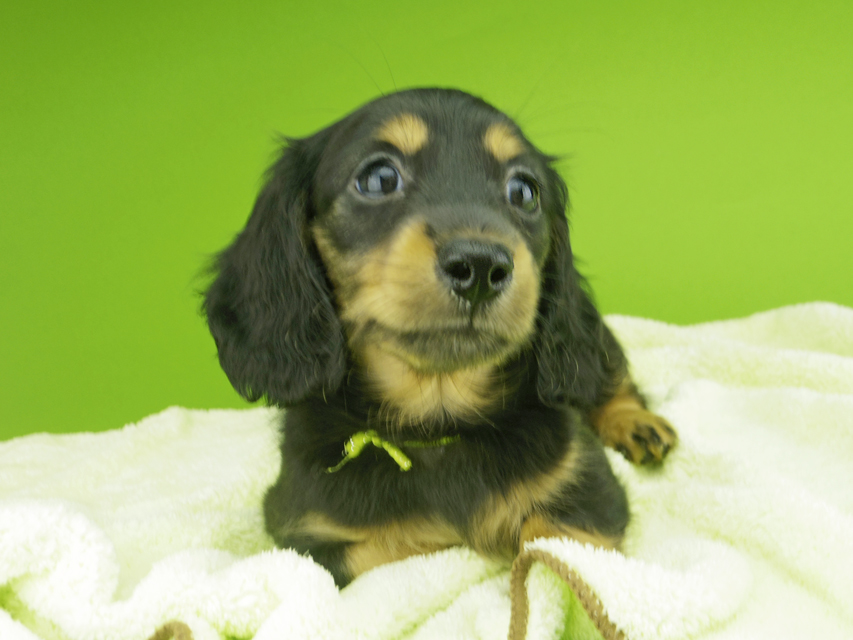 カニンヘンダックスフンド ナンシーcs & ナイトの子犬 ブラタン 女の子（2）