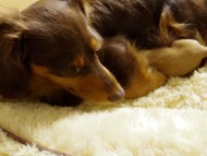 2013.10.25 　コラム出産しました　ゴールド女の子