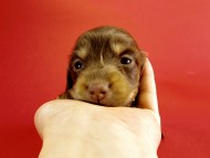 カニンヘンダックス　仔犬　チョコ＆クリーム女の子　