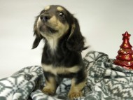 カニンヘン ダックスフンド 子犬 ブラッククリーム男の子