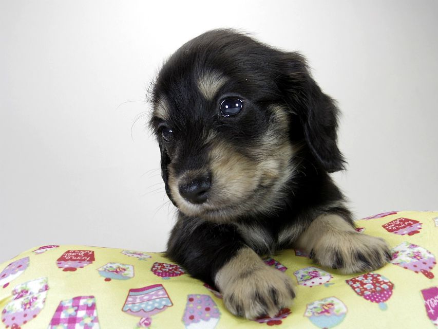 カニンヘン ダックスフンド 子犬 ブラッククリーム 男の子