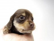 カニンヘン ダックスフンド 子犬 チョコクリーム 女の子 カニンヘン ダックスフンド 子犬 チョコクリーム 女の子