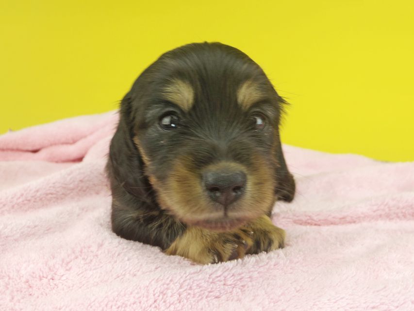 カニンヘンダックスフンド ナンシーcs & ナイトの子犬 ブラタン 女の子（1）