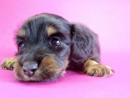 カニヘンダックス 子犬 ブラックタン女の子 カニヘンダックス 子犬 ブラックタン女の子