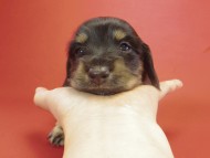 カニンヘン ダックスフンド ブラック＆クリーム ティアラの赤ちゃん