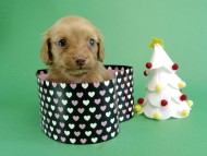 カニヘンダックス 仔犬 ゴールド女の子 カニヘンダックス 仔犬 ゴールド女の子