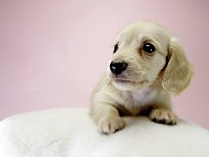 カニンヘン ダックスフンド 子犬 ピュアクリーム 男の子 カニンヘン ダックスフンド 子犬 ピュアクリーム 男の子