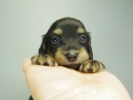 カニンヘンダックスフンド　ブラッククリーム　子犬　男の子♪