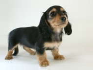 カニヘン　子犬　ブラタン女の子