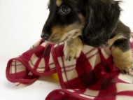 カニンヘン ダックスフンド 子犬 ブラッククリーム男の子