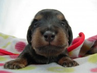 カニヘン 子犬 ブラックタン男の子 カニヘン 子犬 ブラックタン男の子