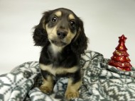 カニンヘン ダックスフンド 子犬 ブラッククリーム男の子