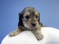 カニンヘン ダックスフンド 子犬 シェーデットクリーム 男の子