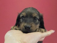 カニンヘン ダックスフンド 子犬 シェーデットレット 男の子