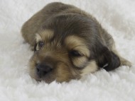 カニンヘン　子犬　シェーデットクリーム男の子