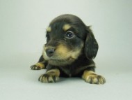 カニンヘンダックスフンド　ブラッククリーム　子犬　男の子♪