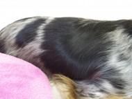 カニヘンダックスのロノちゃん　シルバータンダップル