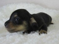 カニヘン　子犬　ブラクリ男の子