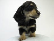 カニンヘン ダックスフンド 子犬 ブラッククリーム 男の子