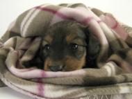 カニンヘン ダックスフンド 子犬 シェーデットレット 男の子 カニンヘン ダックスフンド 子犬 シェーデットレット 男の子