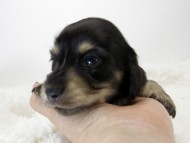 カニンヘン ダックスフンド 子犬 ブラッククリーム 女の子