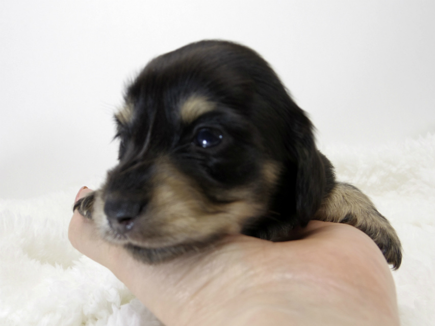 カニンヘン ダックスフンド 子犬 ブラッククリーム 女の子 カニンヘン ダックスフンド 子犬 ブラッククリーム 女の子