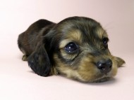 カニンヘン ダックスフンド 子犬 シェーデットレッド 女の子