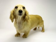 カニンヘンダックスフンド　シェーデットクリーム女の子　エリカ