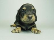 カニンヘンダックスフンド　ブラッククリーム　子犬　男の子♪