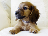 カニヘンダックス　シェーデットレット　男の子