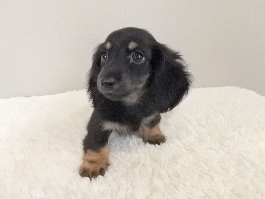 カニンヘンダックスフンド KT & ブルースの子犬 ブラックタン 男の子