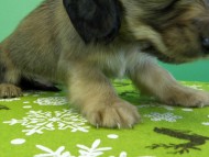 カニヘンダックス　子犬　シェーデットクリーム男の子