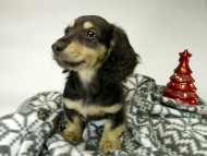 カニンヘン ダックスフンド 子犬 ブラッククリーム男の子