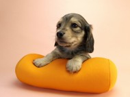 カニンヘーン ダックスフンド 子犬 シェーデットクリーム男の子 カニンヘーン ダックスフンド 子犬 シェーデットクリーム男の子