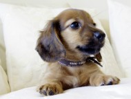 カニヘンダックス　シェーデットレット　男の子