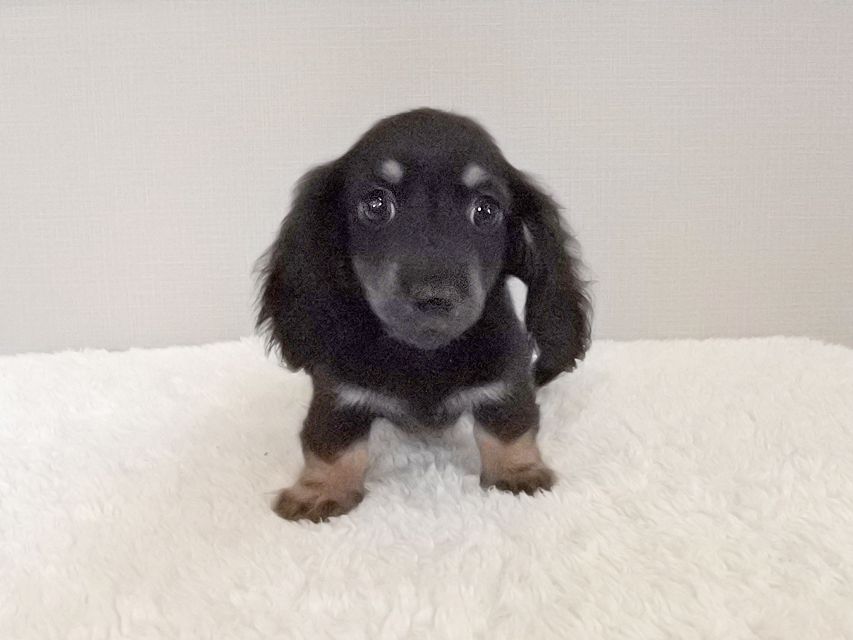 カニンヘンダックスフンド KT & ブルースの子犬 ブラックタン 男の子