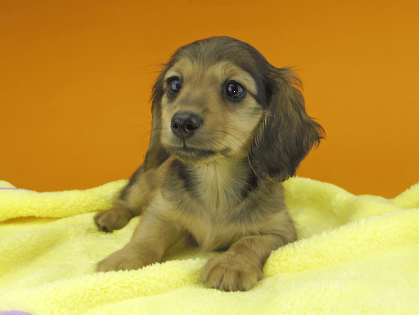 カニンヘンダックスフンド ビーmt & ボンmtの子犬 シェーデットイエロー（シェーデットクリーム） 女の子